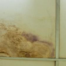 4 Common Signs That You Have Mold In Your Westport Home