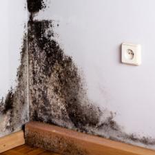 How To Prevent Mold And Mildew After A Flood