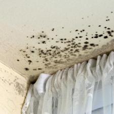 How To Prevent Mold Growth After Water Damage