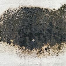 Importance Of Mold Remediation