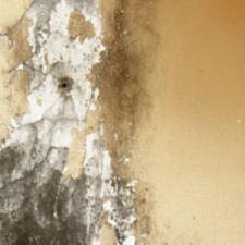 Dealing With The Aftermath: Mold Remediation Services For Your Weston Home