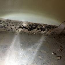 mold-removal 9