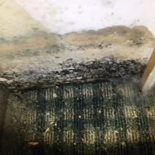 mold-removal 11