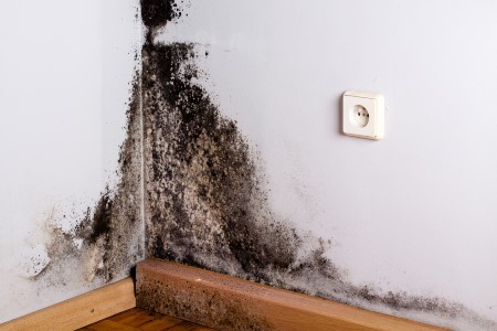 How to prevent mold and mildew after a flood