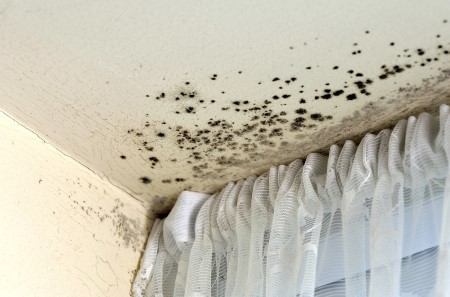 How to prevent mold growth after water damage