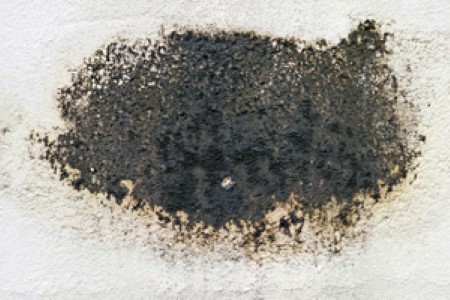 Importance of mold remediation
