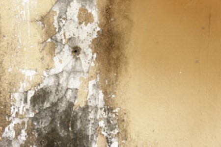 Mold remediation services weston