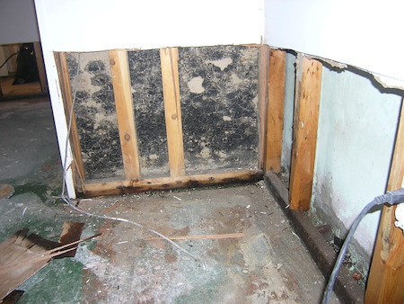 How can you tell if mold is growing in your home