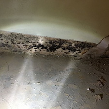 Why Is Immediate Mold Removal Important After Water Damage?