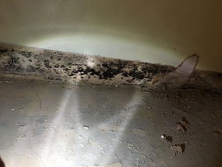Why is immediate mold removal important after water damage